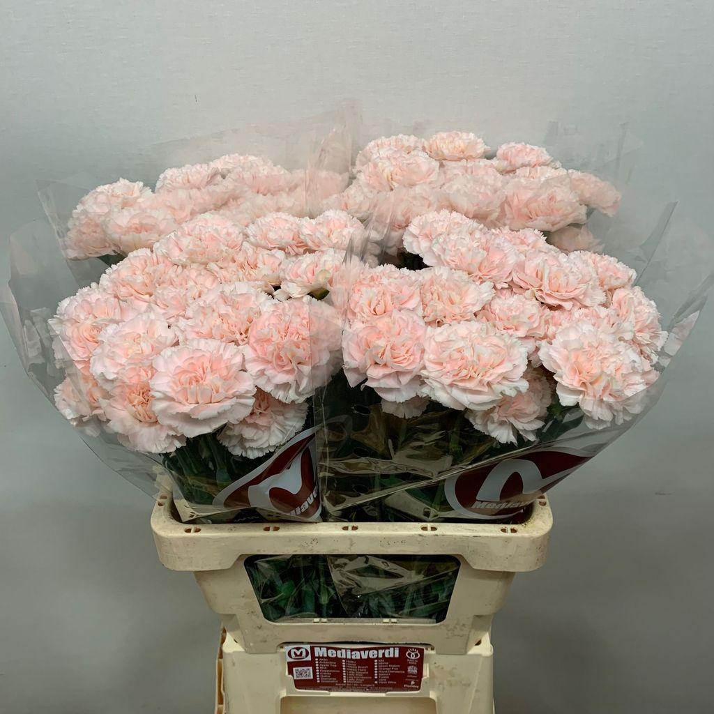 Dianthus standaard Vera