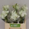 Zantedeschia 'Crystal Blush'