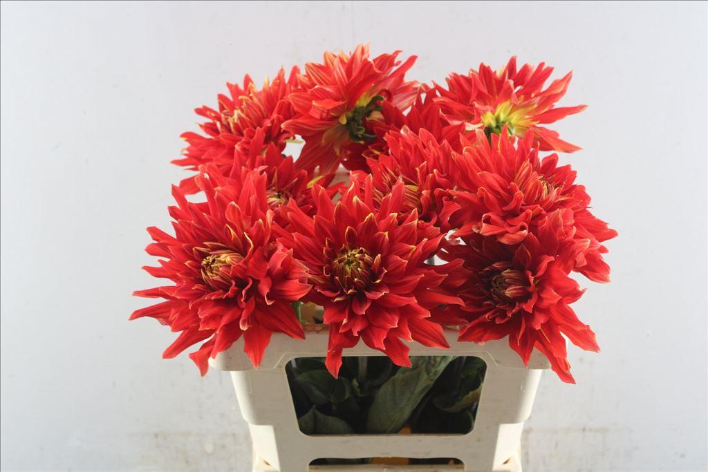 Dahlia (Semi-Cactus Grp) 'Vulcan'