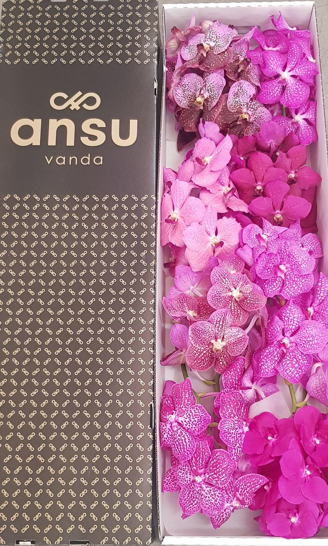 Vanda overig