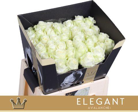 Rosa grootbloemig Avalanche+