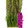 Gladiolus (Large-flowered Grp) 'Mystic Magenta'