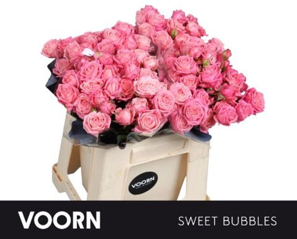 Rosa tros Sweet Bubbles