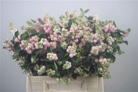 Symphoricarpos (Pink Berry Grp) Magical Pride