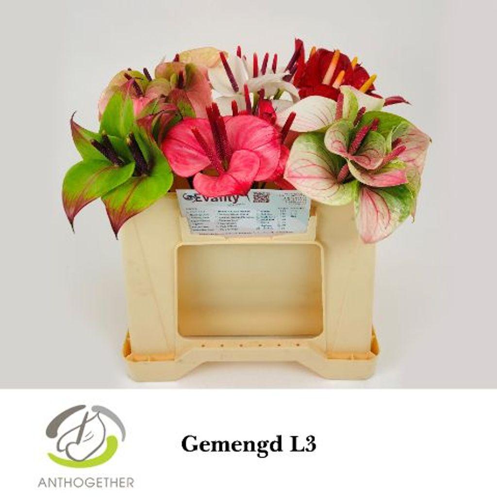 Anthurium (Andreanum Grp) Love Collectie