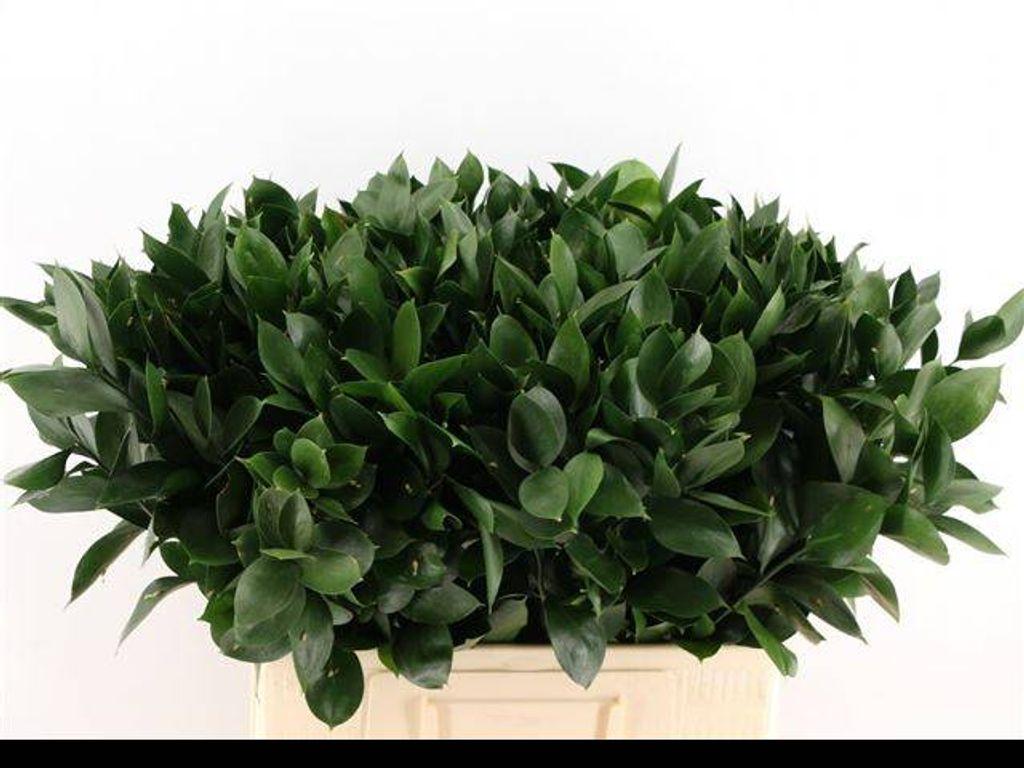 Ruscus hypophyllum (groot blad)