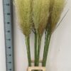 Cortaderia overig
