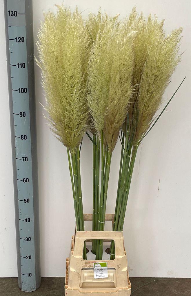 Cortaderia overig