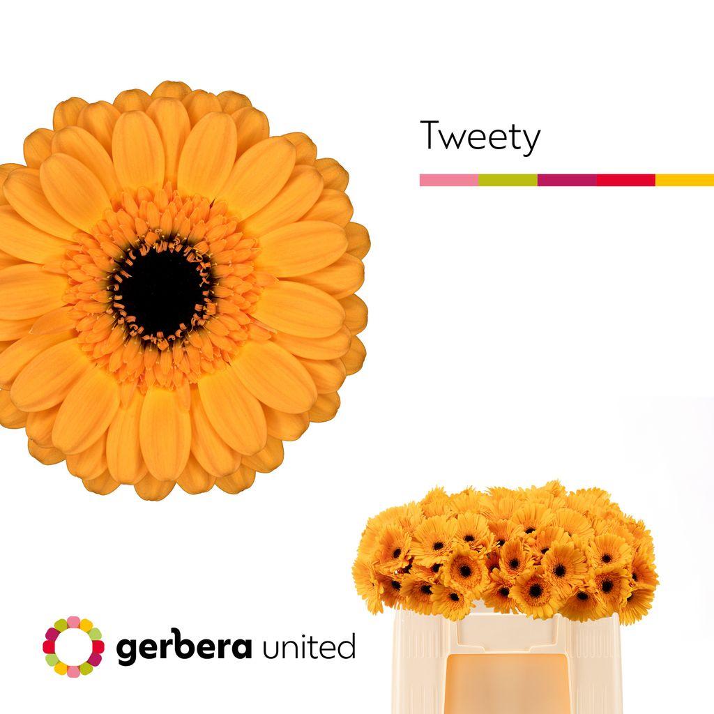Gerbera mini Tweety
