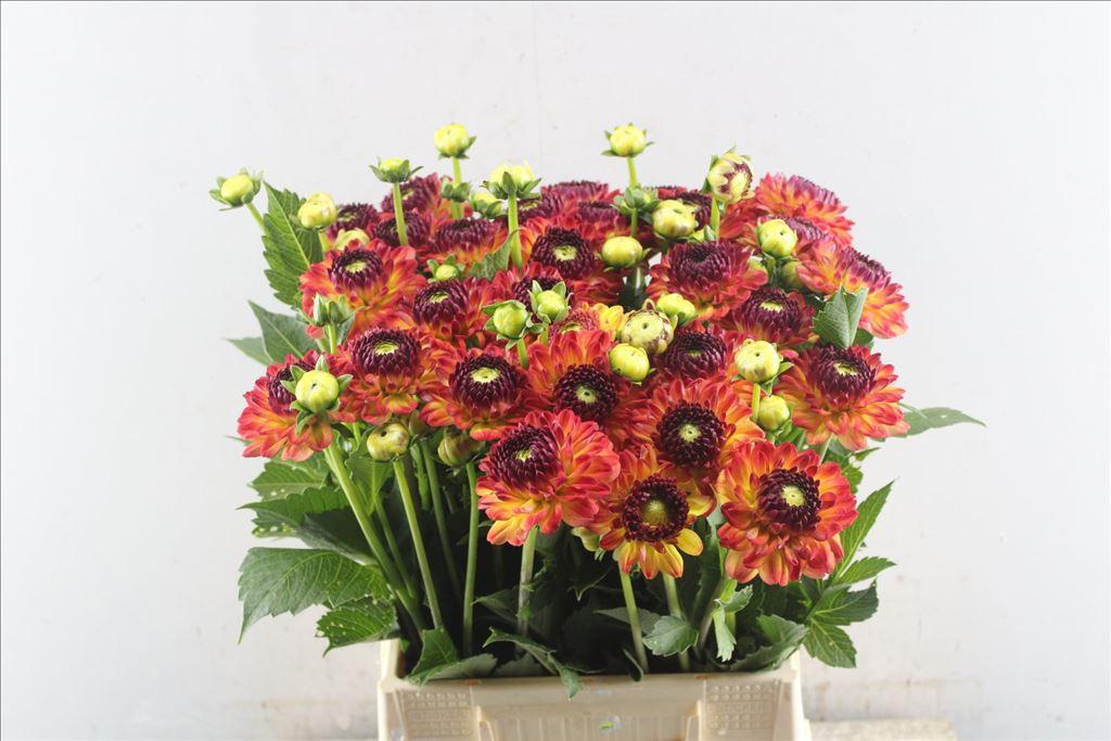 Dahlia (Decorative Grp) 'Icoon'