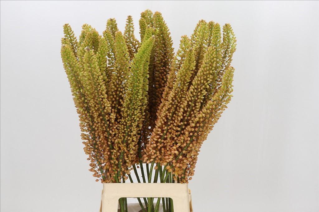 Eremurus 'Emmy Ro'