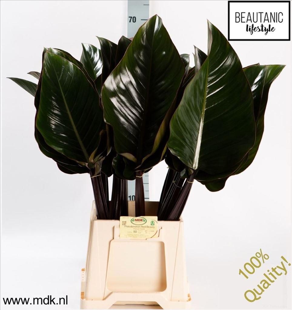 Philodendron 'Red Beauty'