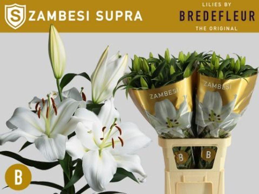 Lilium (OT-hybrids Grp) 'Zambesi'
