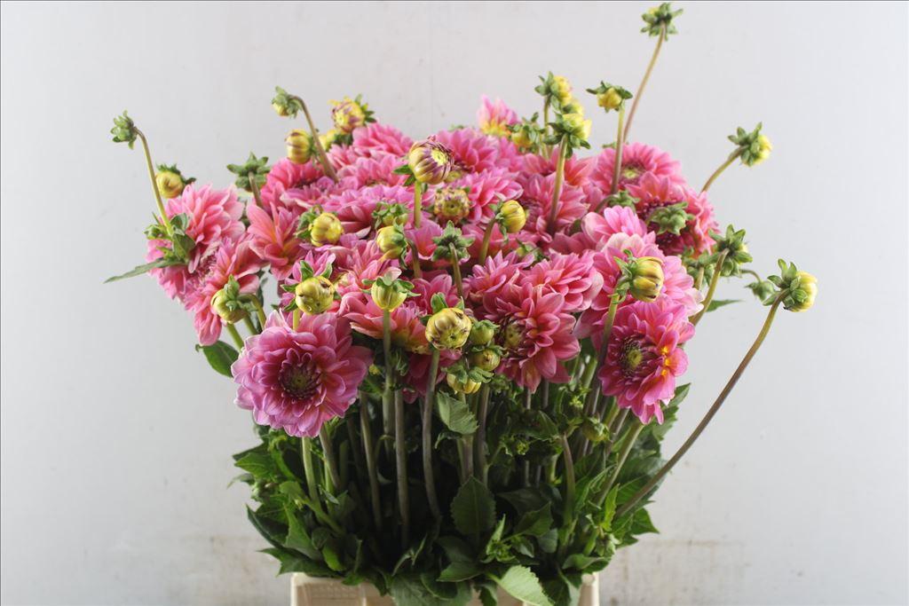 Dahlia (Decorative Grp) 'Pink Runner'