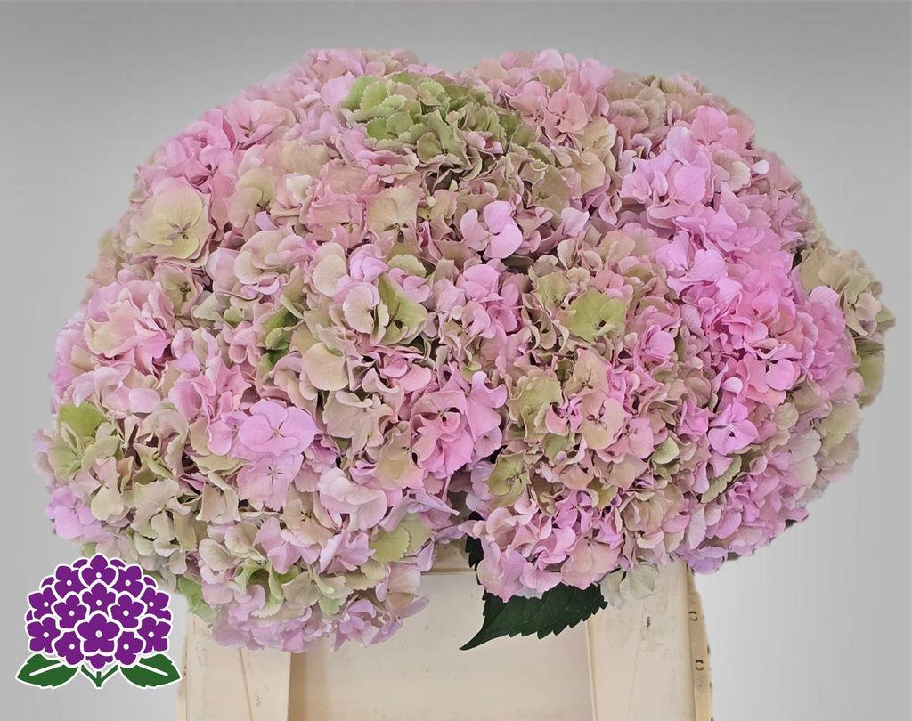 Hydrangea macrophylla Royal Symphony (classic)