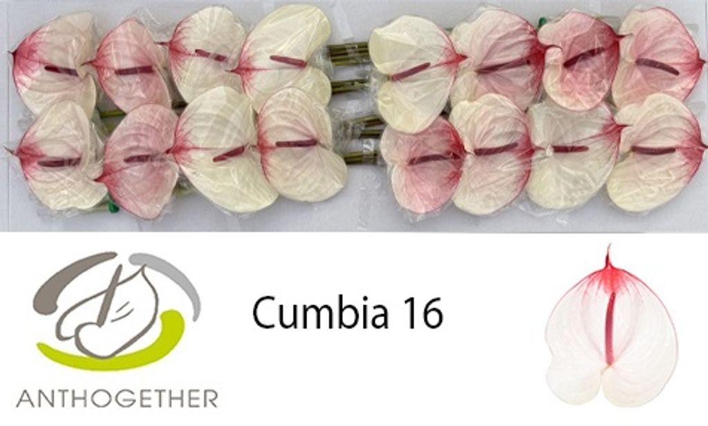Anthurium (Andreanum Grp) Cumbia