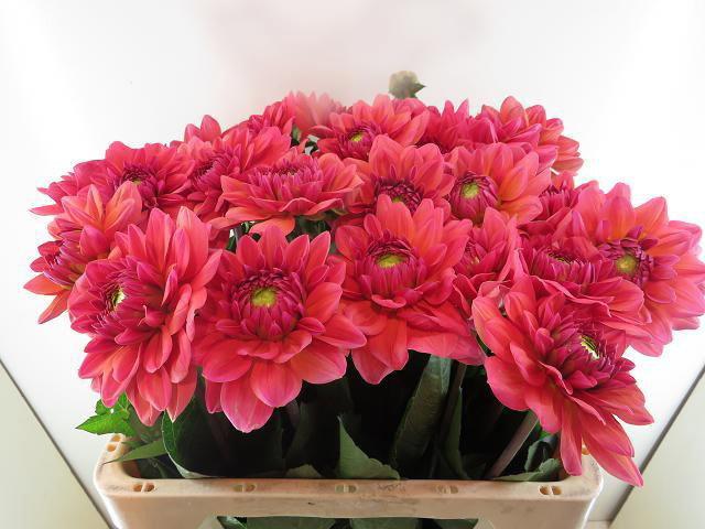 Dahlia (Decorative Grp) 'Salmon Runner'