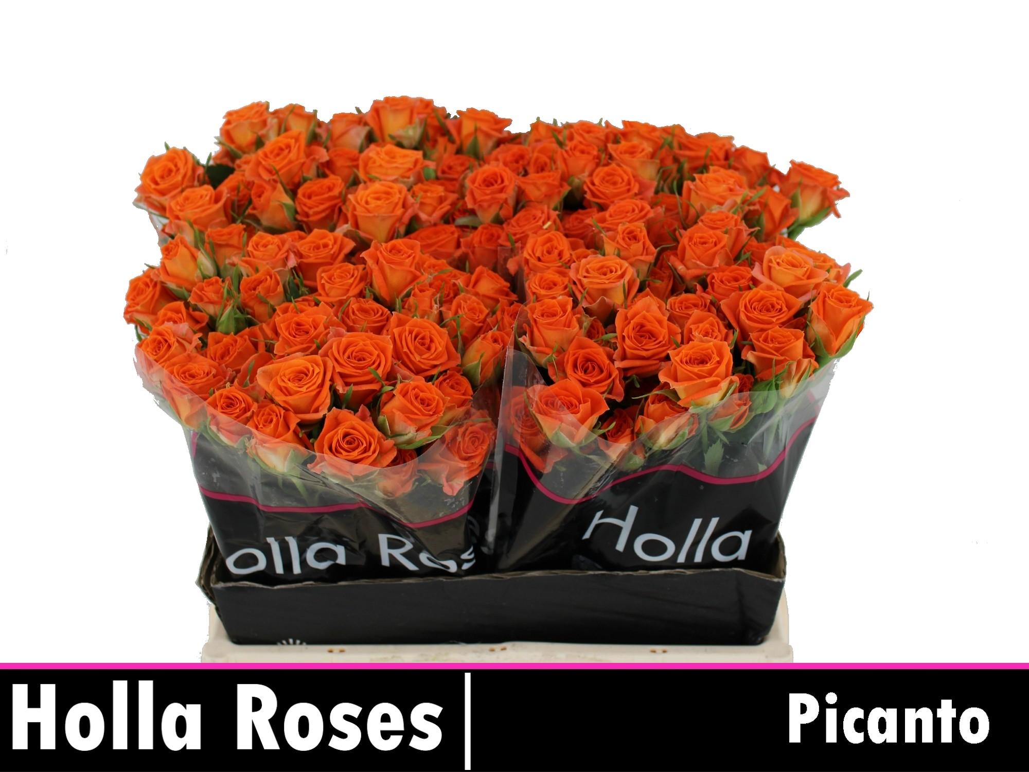 Rosa tros Picanto