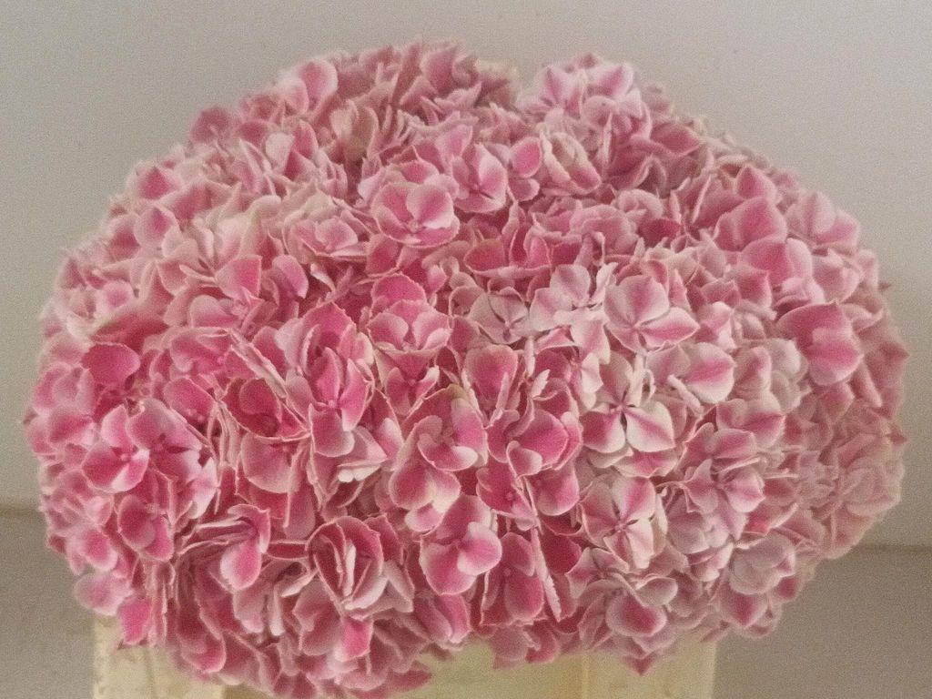 Hydrangea macrophylla 'Sunsation'
