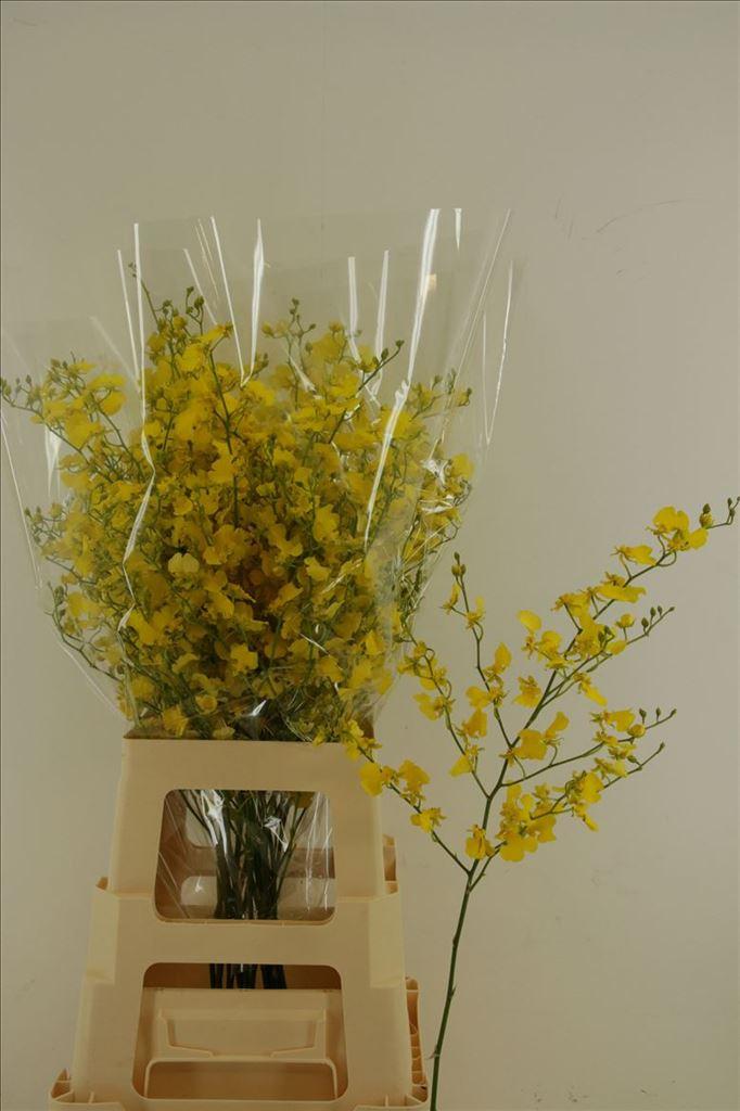 Orchideeën overig per tak Oncidium