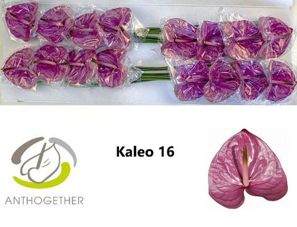 Anthurium (Andreanum Grp) Kaleo