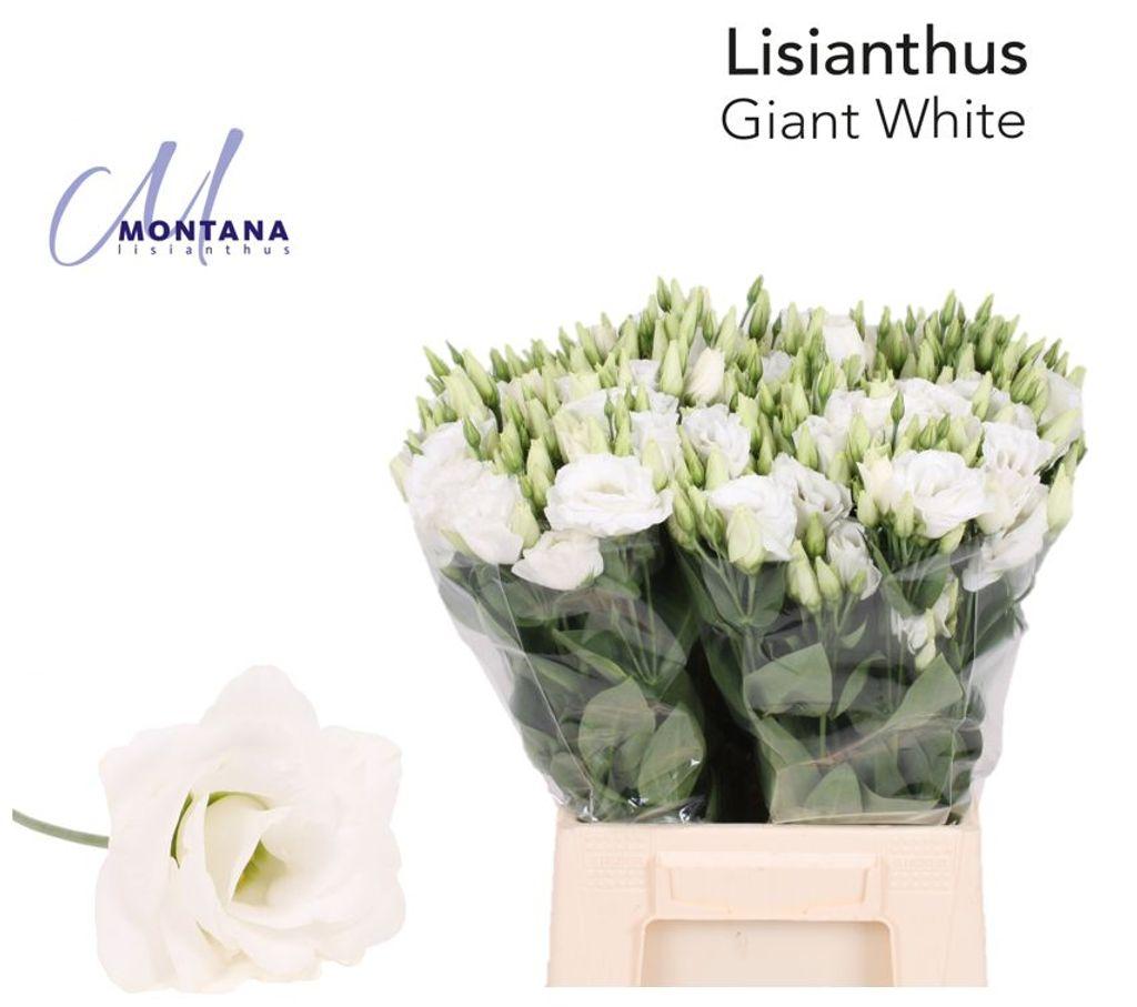 Eustoma russellianum gevuldbloemig 'Arena Giant White'