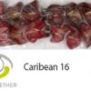 Anthurium (Andreanum Grp) Caribean