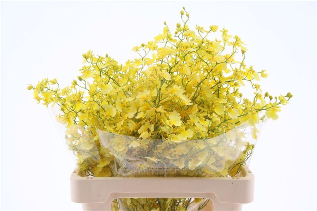 Orchideeën overig per tak Oncidium