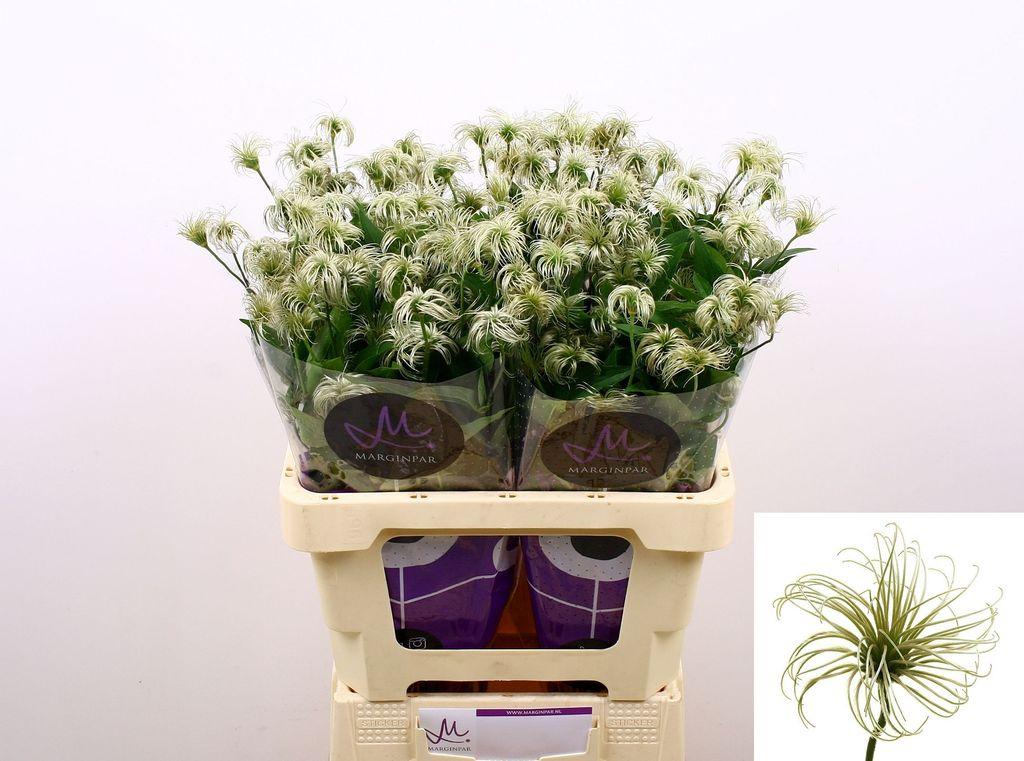 Clematis (Diversifolia Grp) Amazing Kibo (vruchtpluis)