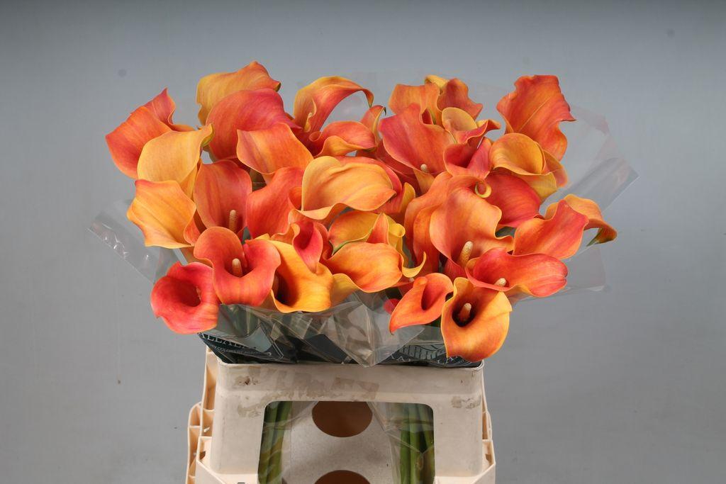 Zantedeschia 'Callista'