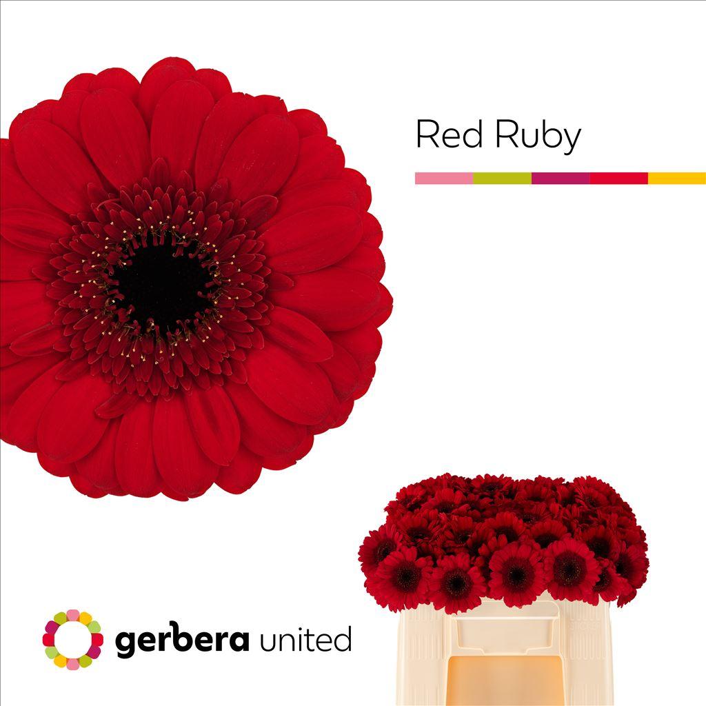 Gerbera mini Red Ruby