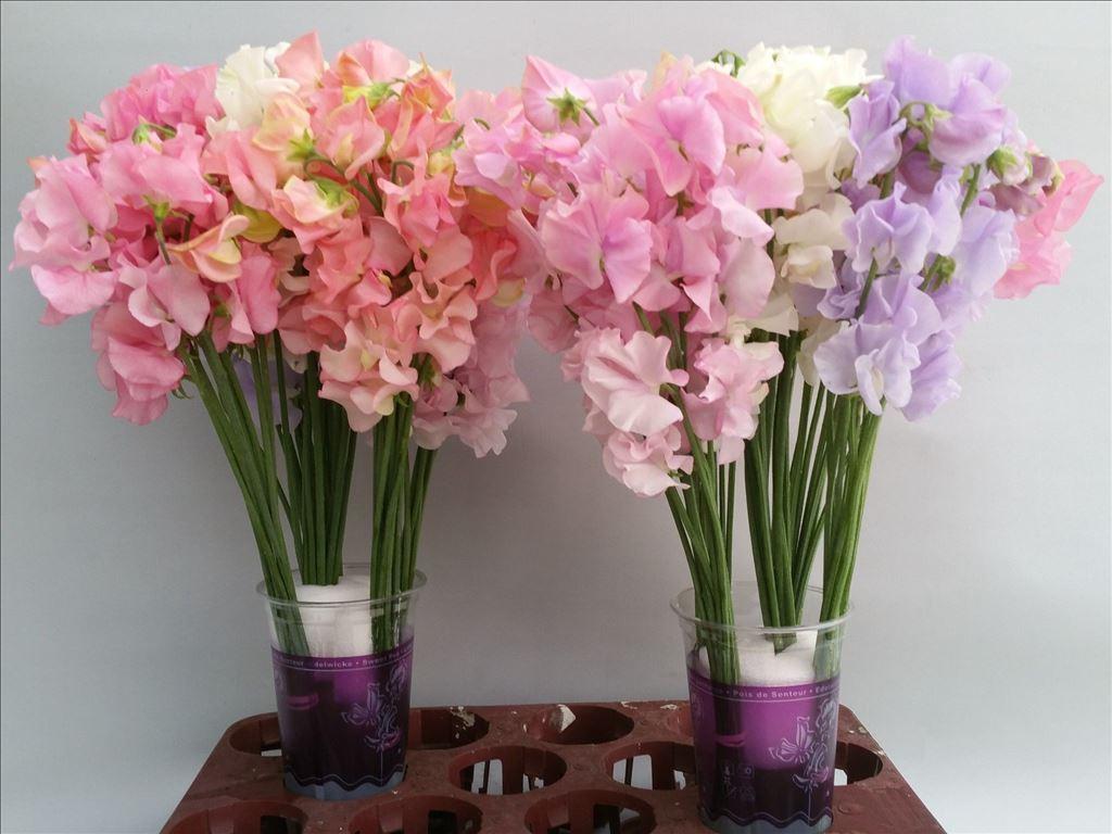 Lathyrus odoratus gemengd