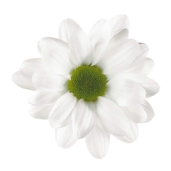 Snijbloemen overig