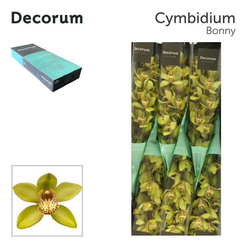 Cymbidium grootbloemig Baltic Honney 'Bonny'