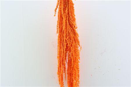 Amaranthus overig