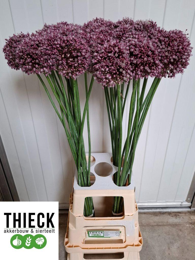 Allium ampeloprasum 'Purple Mystery'