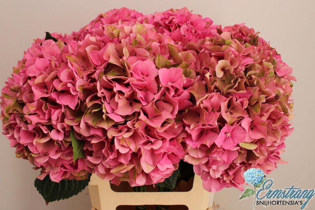Hydrangea macrophylla Glowing Alps (classic)