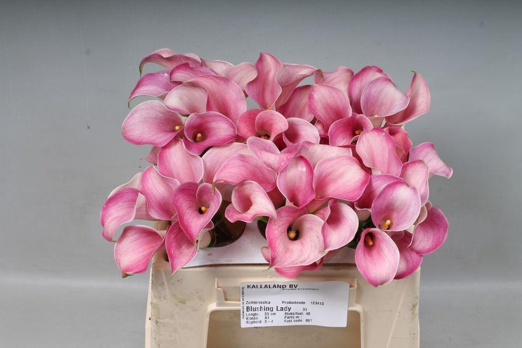 Zantedeschia 'Blushing Lady'