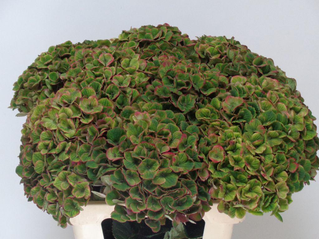 Hydrangea macrophylla Magical Charlotte (classic)