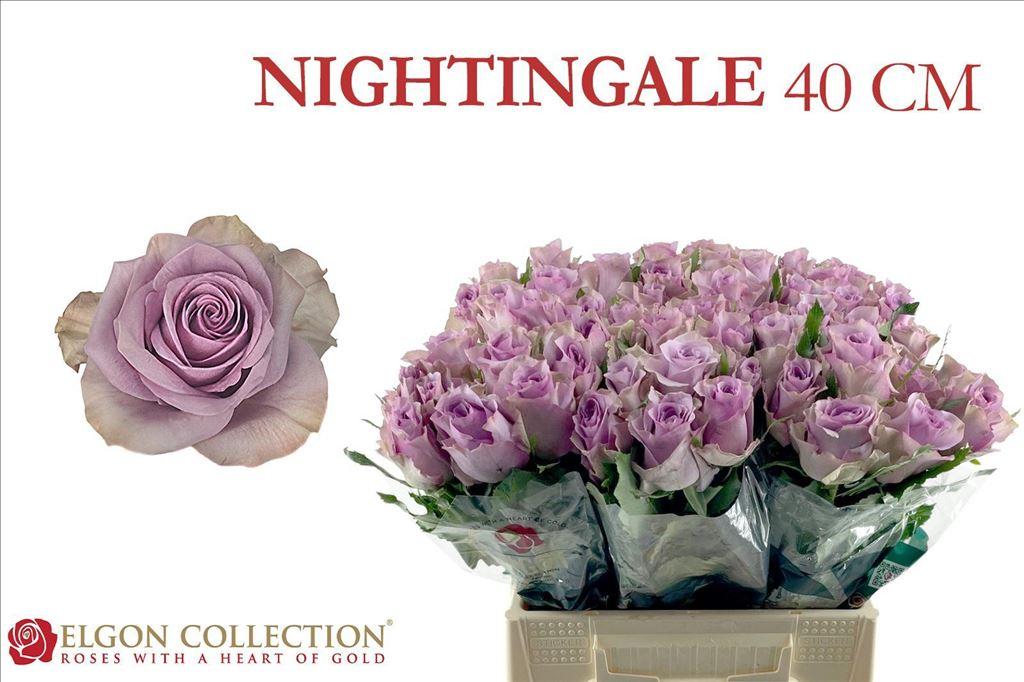 Rosa grootbloemig Nightingale!