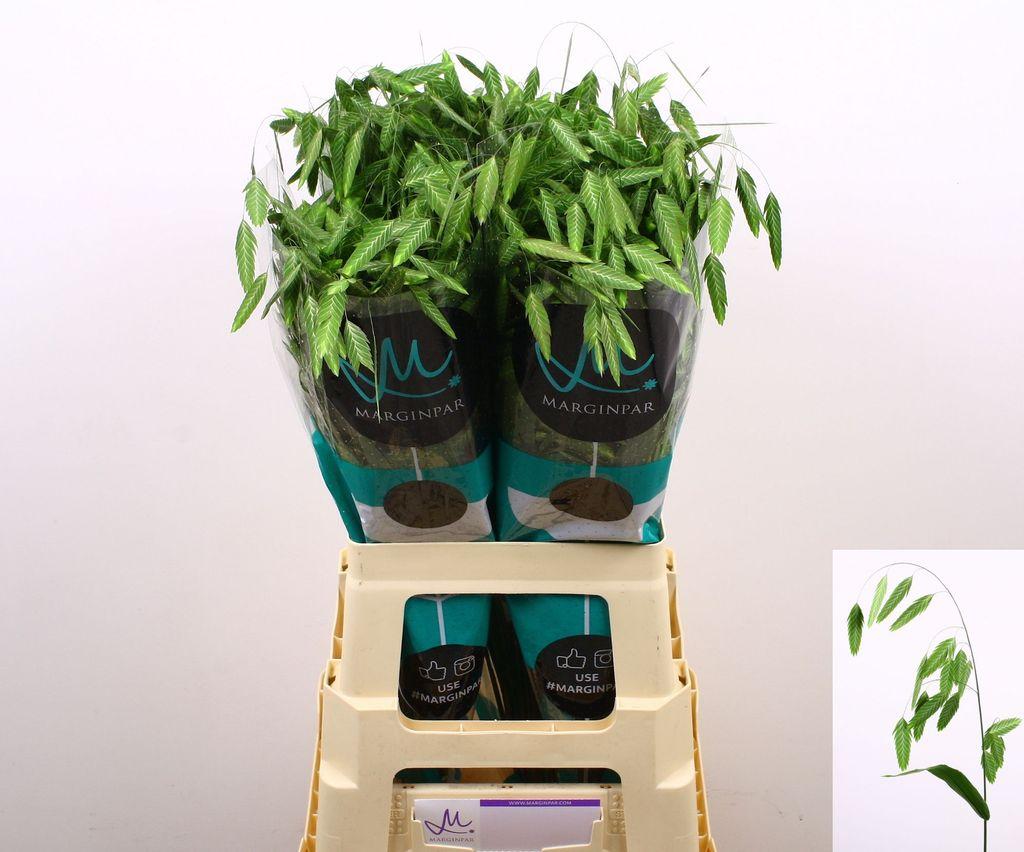 Chasmanthium latifolium 'Mantis'
