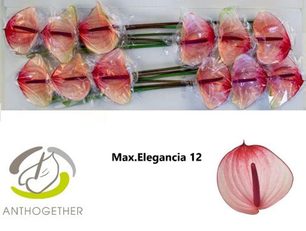 Anthurium (Andreanum Grp) Maxima Elegancia