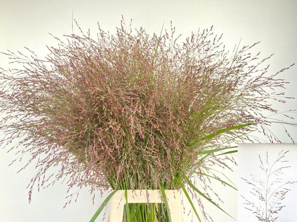 Panicum virgatum 'Warrior'