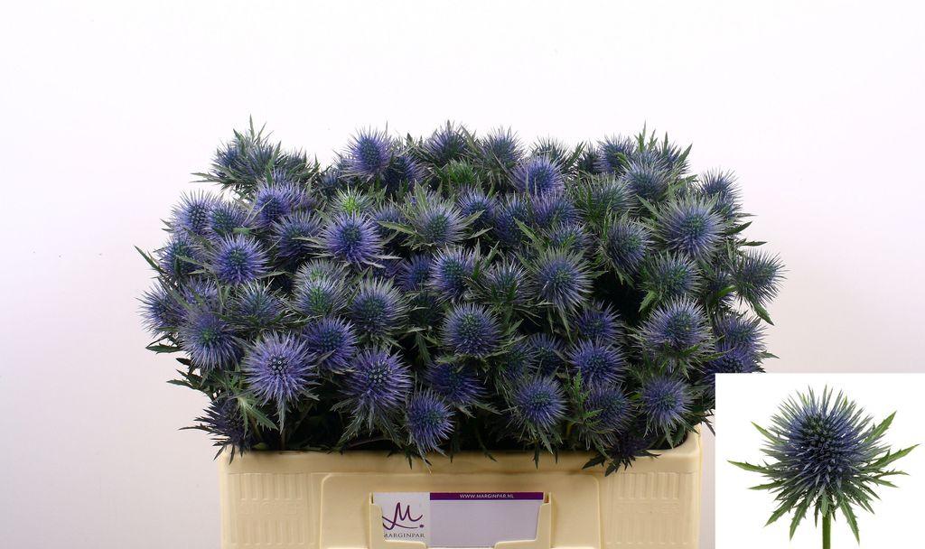 Eryngium 'Magnetar'