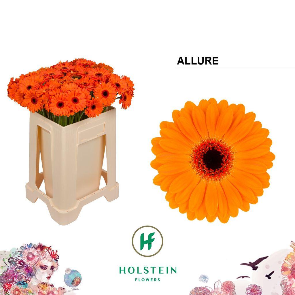 Gerbera mini 'Allure'