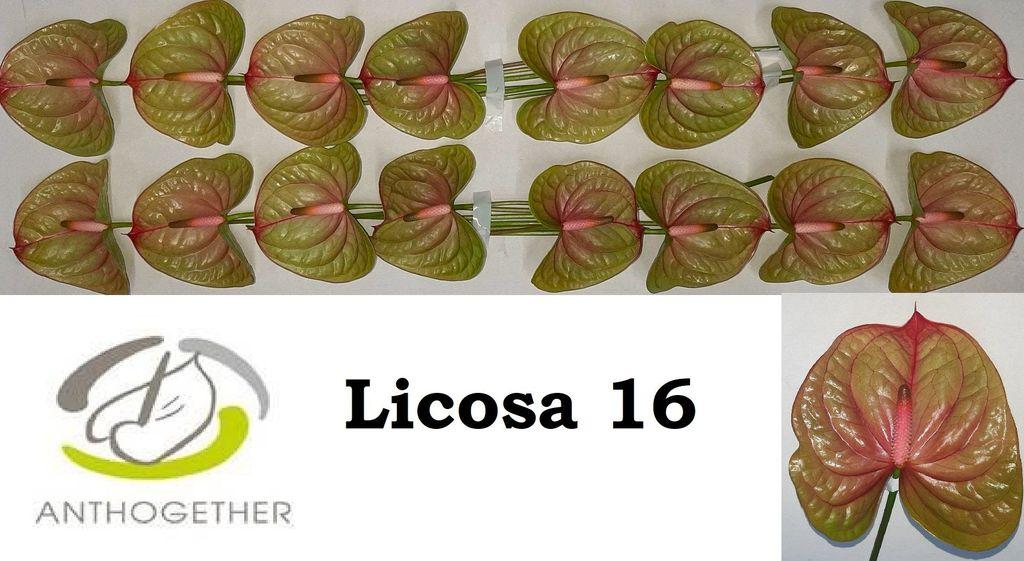 Anthurium (Andreanum Grp) Licosa