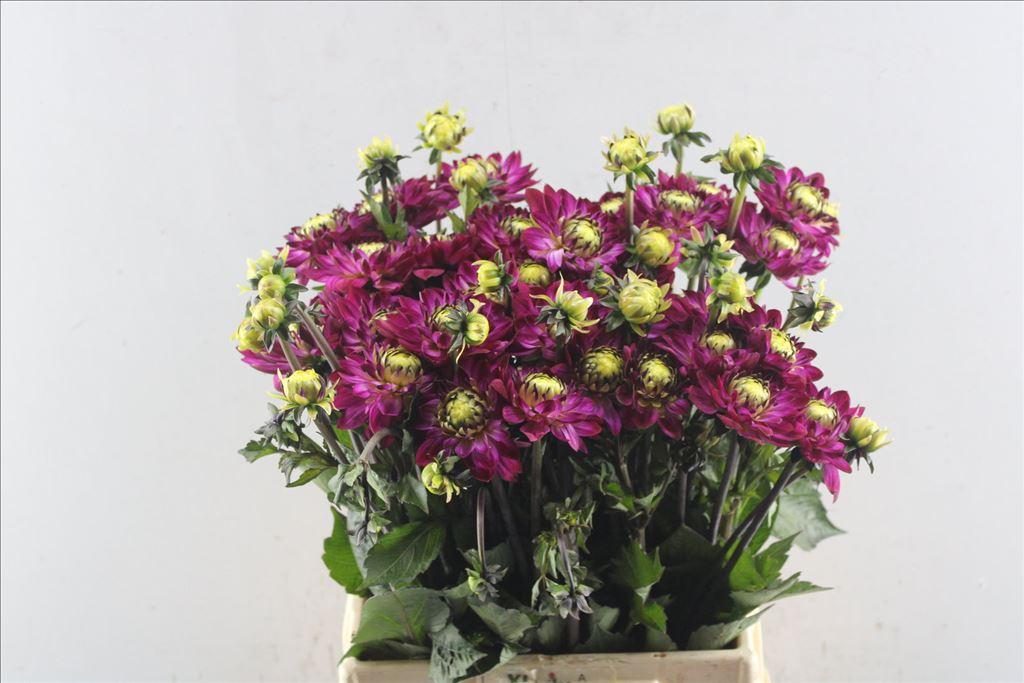 Dahlia (Decorative Grp) 'Romantica'