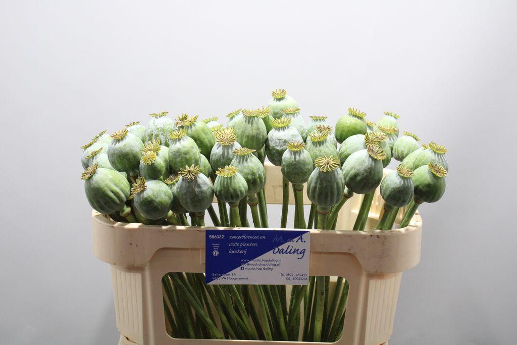 Papaver somniferum (zaaddoos)