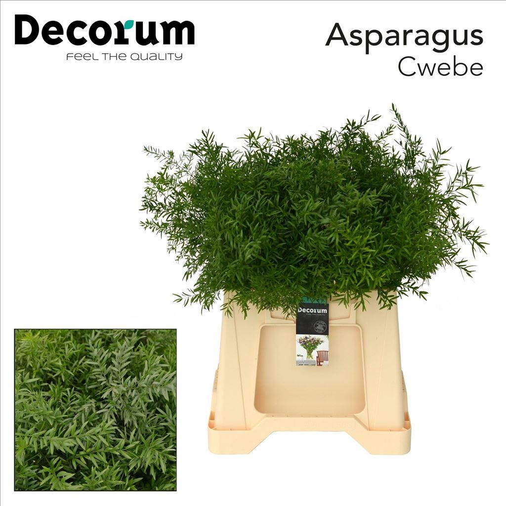 Asparagus densiflorus 'Cwebe'