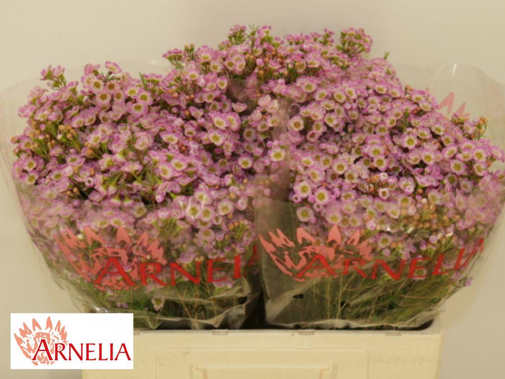 Chamelaucium 'Lorraine'